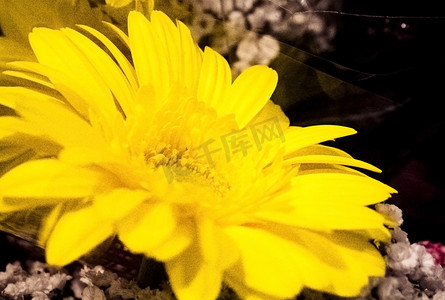 黄色菊花白色小花花束摄影图