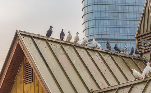 大连星海广场鸽子摄影图