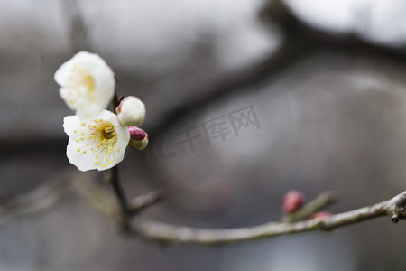 杭州冬天摄影照片_杭州植物园风景白梅盛开特写摄影图