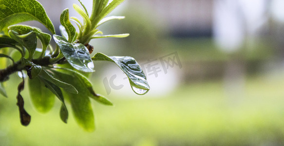 被雨水打湿植物自然风景摄影图