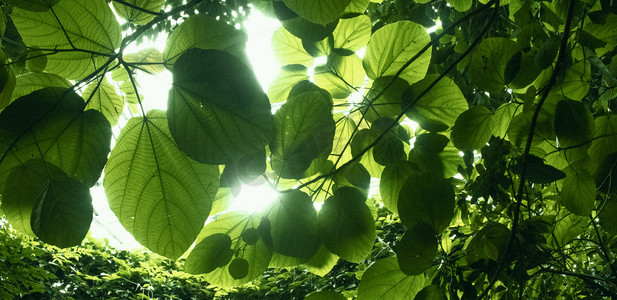 绿色清新小摄影照片_阳光下树叶摄影图