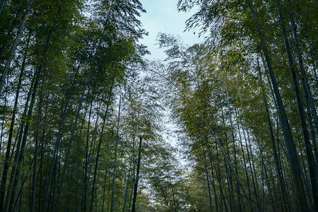 南山竹林摄影图