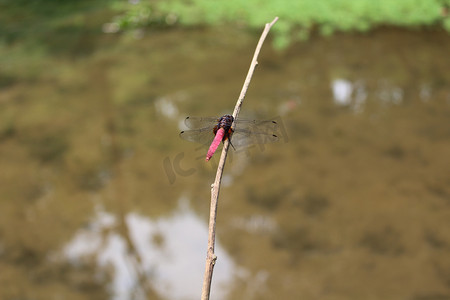 池塘边枯枝上停落歇息蜻蜓摄影图