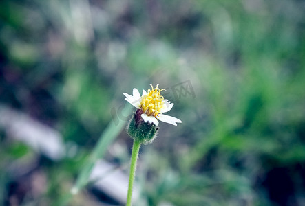 朦胧自然摄影照片_朦胧背景下小雏菊自然风景摄影图