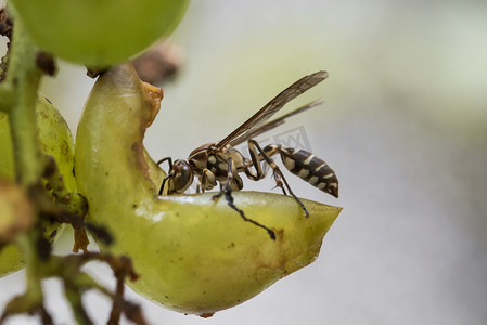 黄蜂吃葡萄摄影图