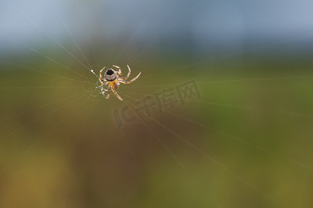 昆虫蜘蛛网摄影图