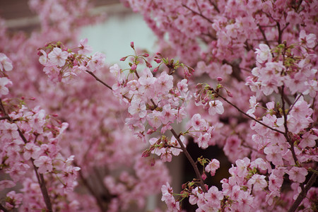 自然风摄影照片_春天清新日系风樱花盛开自然风景摄影图