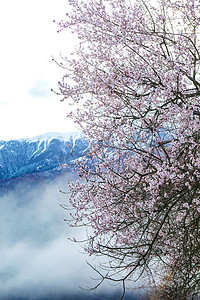 西藏春天摄影照片_西藏林芝桃花摄影图