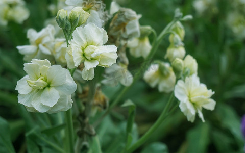 绿色一束清新植物白色小花摄影图