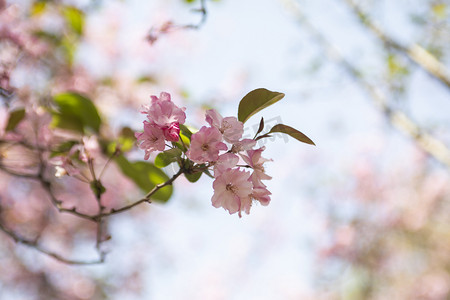 春天盛开桃花花枝自然风景摄影图