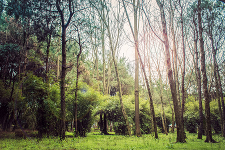 春天树林阳光自然风景摄影图