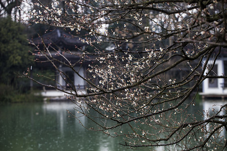 杭州冬天摄影照片_杭州植物园风景白梅湖面摄影图