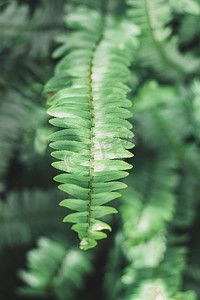 夏天绿色小清新摄影照片_夏天小清新植物摄影图