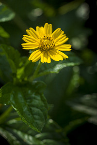 黄色菊花摄影图