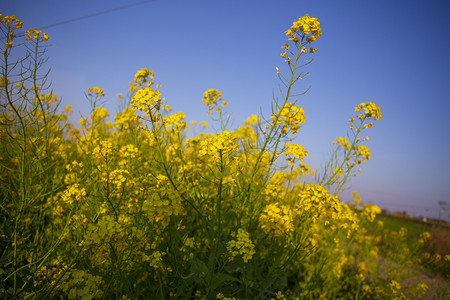 春天油菜花盛开季节摄影图