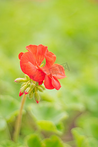 红色小花摄影图