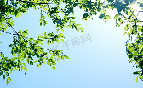 逆光拍摄树枝树叶摄影图