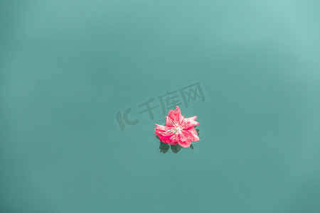 落在水面桃花摄影图