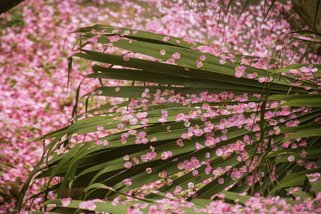 雨中飘落的回忆摄影照片_飘落堆积在叶子上樱花花瓣自然风景摄影图