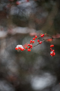 冬天冬季摄影照片_冬天挂满雪花红果摄影图