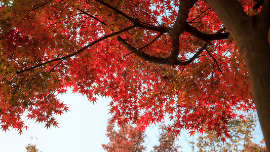 枫树喜鹊摄影照片_红色枫树摄影图