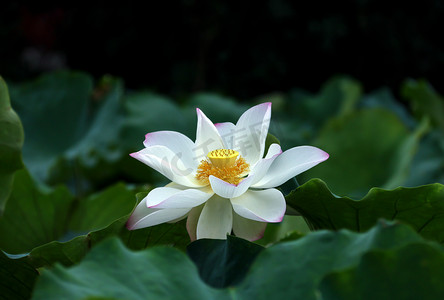 康乐莲花山摄影照片_白色荷花莲花摄影图