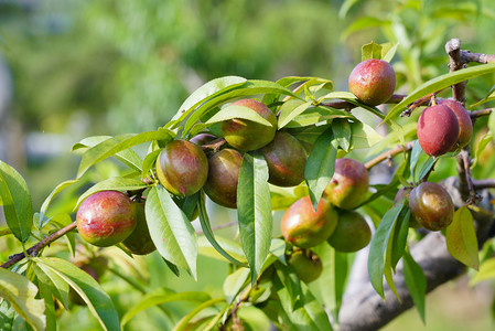 植物树木油桃树摄影图
