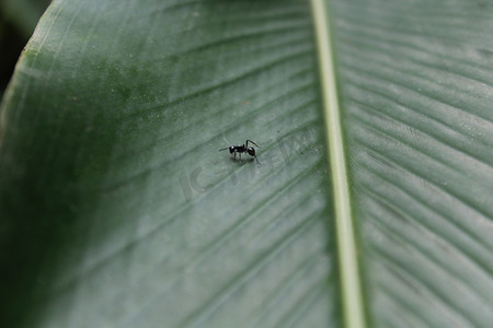棕榈芭蕉叶黑白摄影照片_芭蕉叶上一只正在觅食蚂蚁特写摄影图