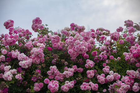 清新粉色花朵摄影图