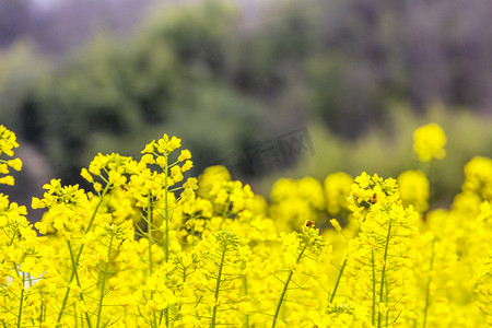 蜜蜂油菜花和花朵摄影图
