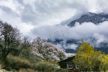 西藏林芝桃花林摄影图