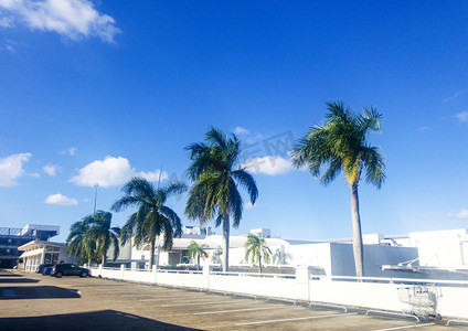 澳洲的热带椰树和白色建筑背景摄影图