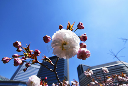 日本城市里的重瓣樱花摄影图