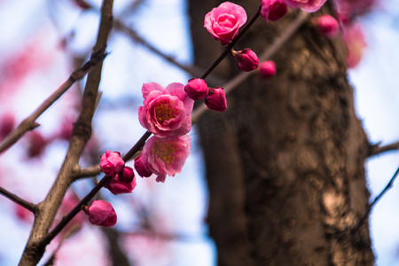 春季天空梅花花朵树木自然风景摄影图