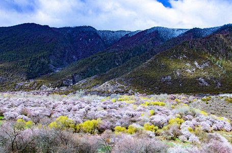 西藏林芝桃花摄影图