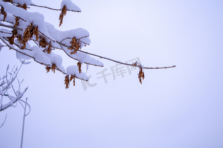 冬天清晨树枝积雪摄影图