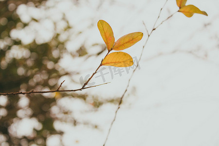 色系摄影照片_暖色系植物特写摄影图