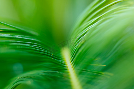 绿色植物虚实效果摄影图