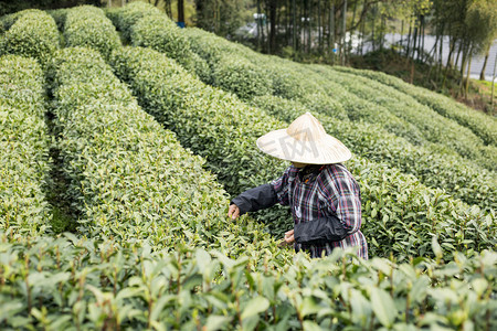 春暖花开耀你好看摄影照片_茶园采茶的人