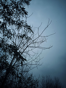 冷色调清冷树枝蓝天自然风景摄影图