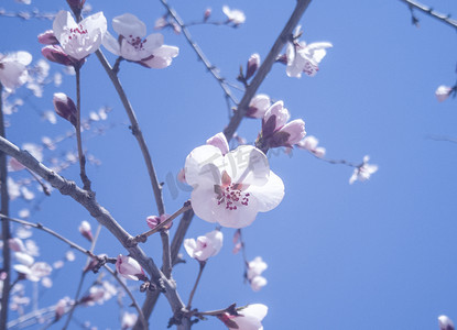 植物桃花朵朵开自然风景摄影图