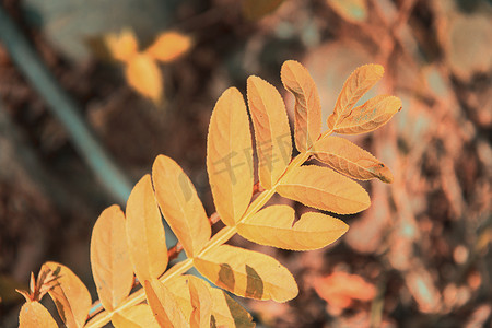 秋天金黄树叶摄影图