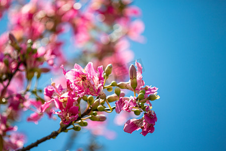 春天紫荆花摄影图