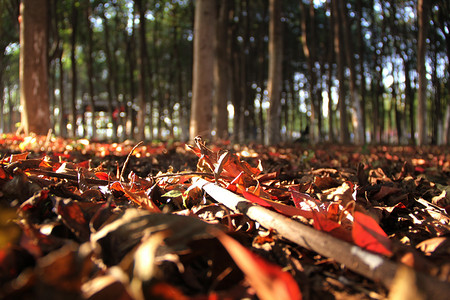 午后树林里落叶摄影图