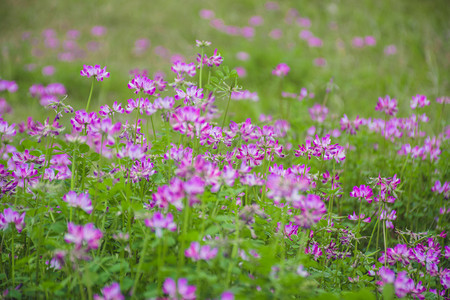 春天粉色草籽花海自然风景摄影图