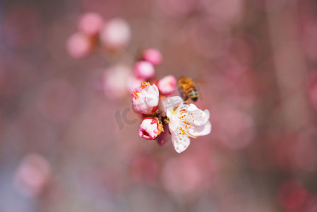 一朵盛开粉色桃花摄影图