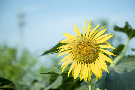文艺自然植物向日葵摄影图