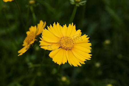 菊花摄影照片_黄色小菊花摄影图