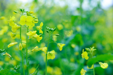 春季印花摄影照片_春天油菜花摄影图