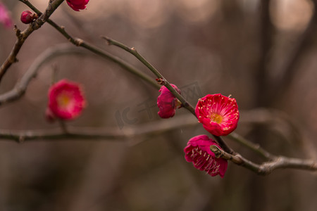 冬天腊梅花朵自然风景摄影图